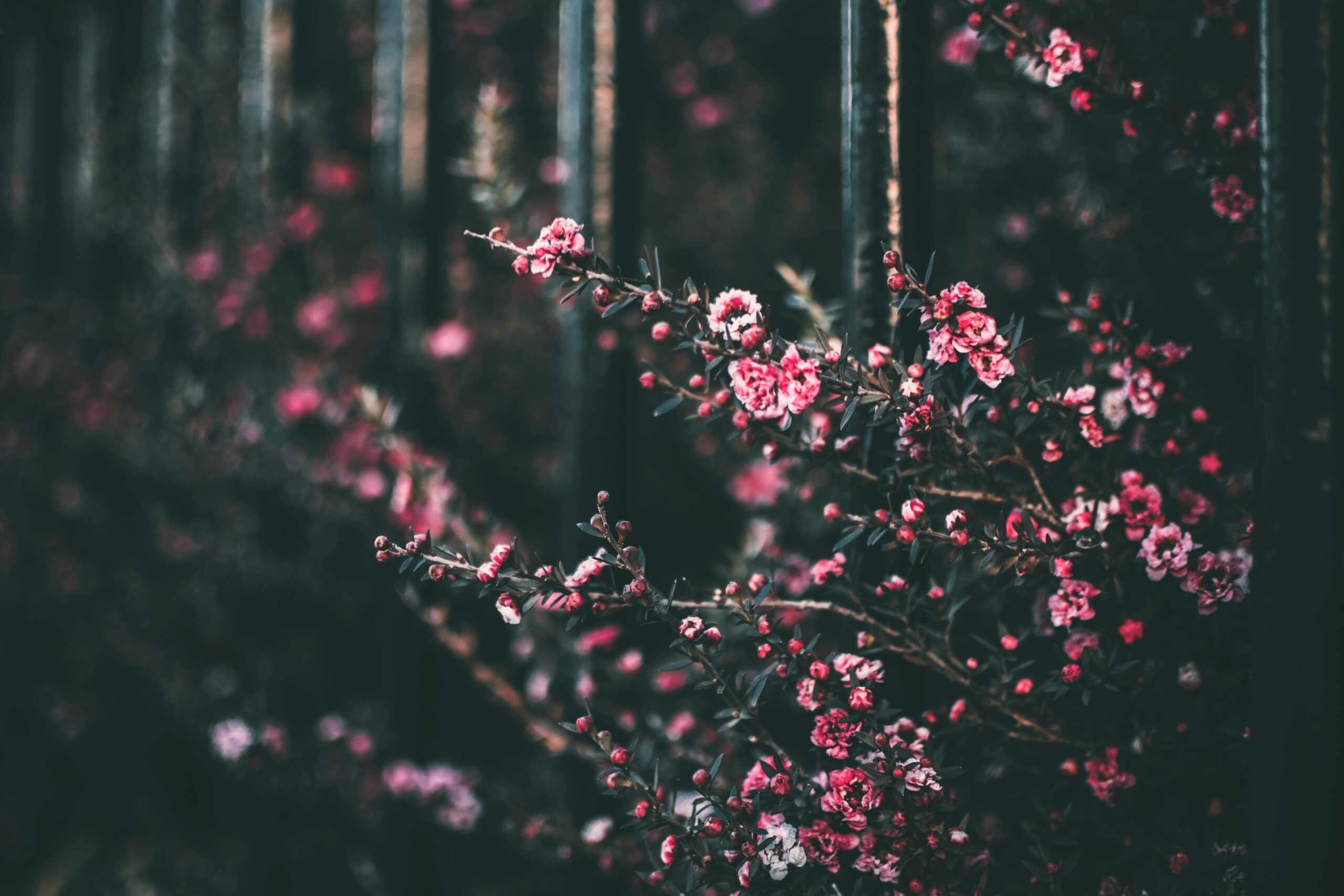 wildflower background